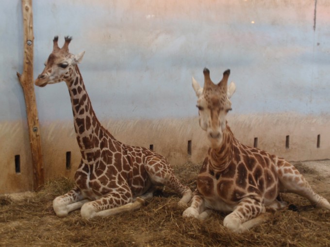thePragueZOO 005