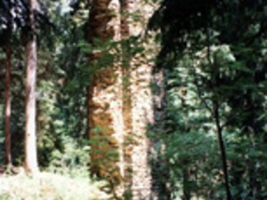 zricenina hus